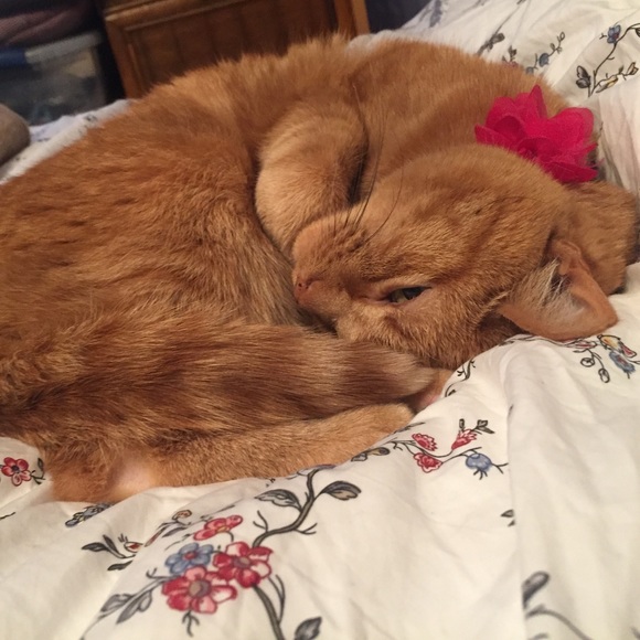 Meet your Posher, Michele - Picture 1 of 1